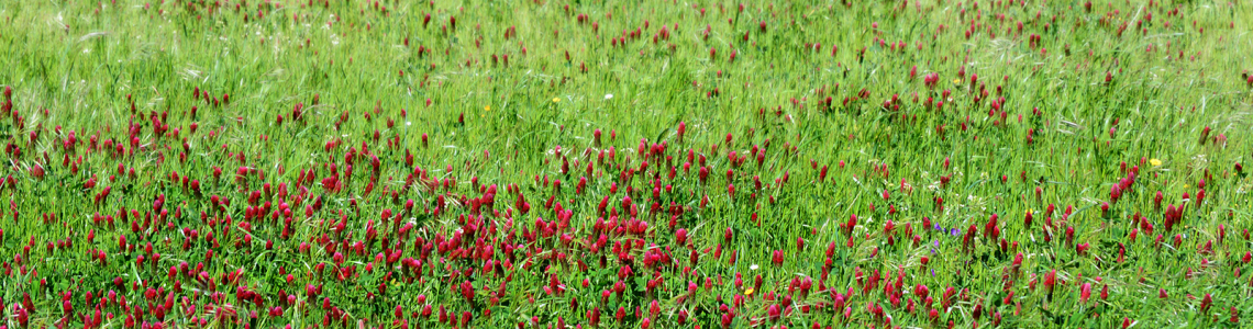 Prado espontâneo (verde e rosa)