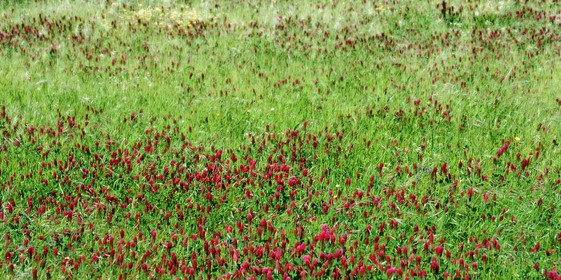 Prado espontâneo (verde e rosa)