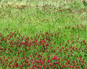 Prado espontâneo (verde e rosa)