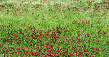Prado espontâneo (verde e rosa)
