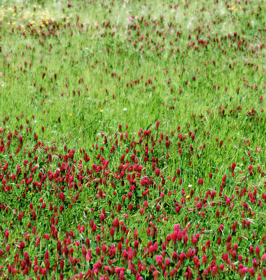 Prado espontâneo (verde e rosa)