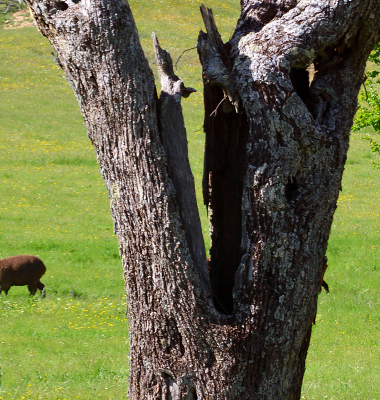 Ovelhas e castanheiro
