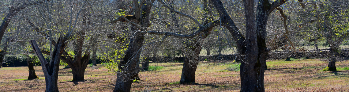 Castanheiros despidos