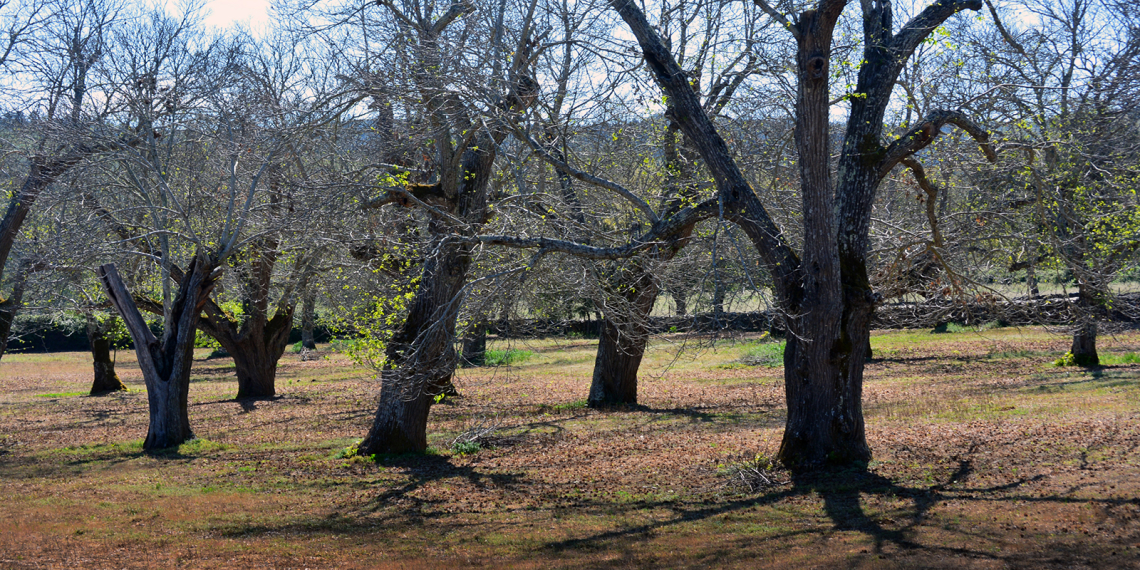 Castanheiros despidos