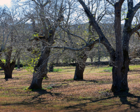 Castanheiros despidos