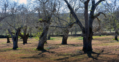 Castanheiros despidos