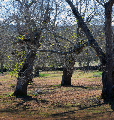 Castanheiros despidos