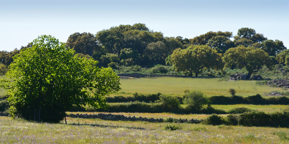 Paisagem entre Stº. António das Areias e Beirã