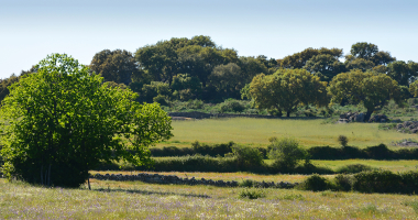 Paisagem entre Stº. António das Areias e Beirã