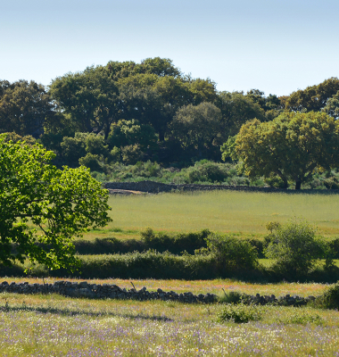 Paisagem entre Stº. António das Areias e Beirã