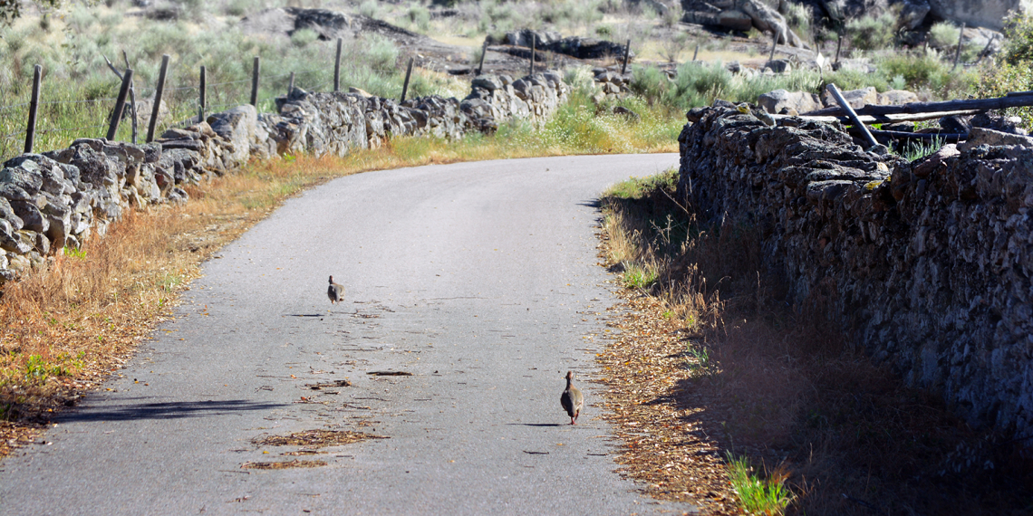 Aves na estrada