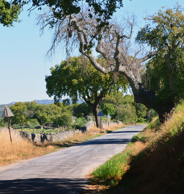 Estrada perto de Stº António das Areias