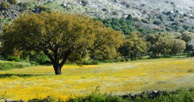 Montado junto à fronteira