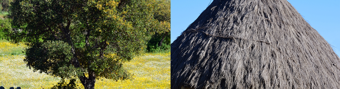 Quercus e abrigo cónico de pedra