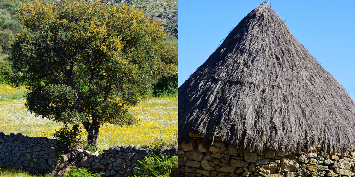 Quercus e abrigo cónico de pedra