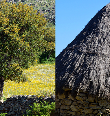 Quercus e abrigo cónico de pedra