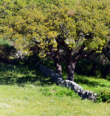 Quercus entre muros