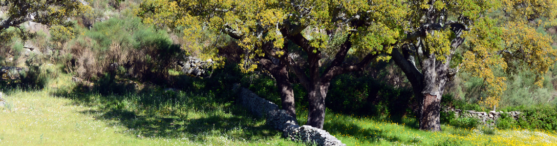 Quercus entre muros