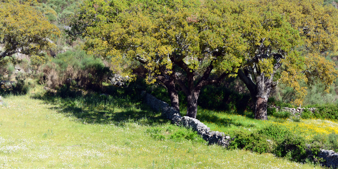 Quercus entre muros