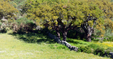 Quercus entre muros