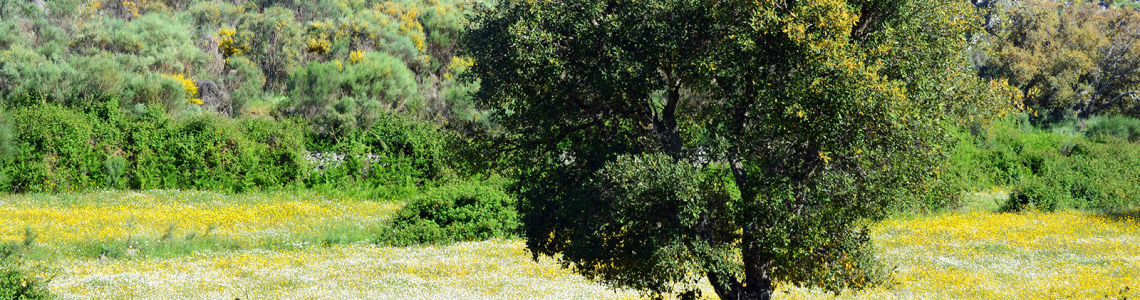 Quercus junto a um murete