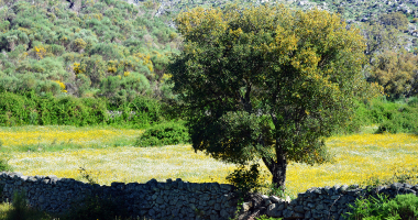 Quercus junto a um murete