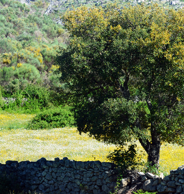 Quercus junto a um murete