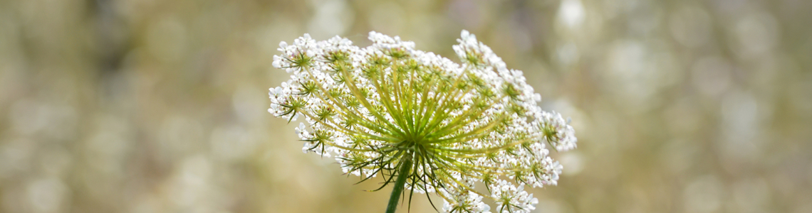 Flor branca silvestre (Apiales)