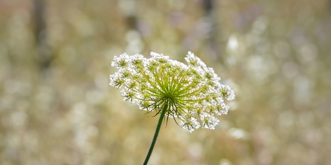 Flor branca silvestre (Apiales)