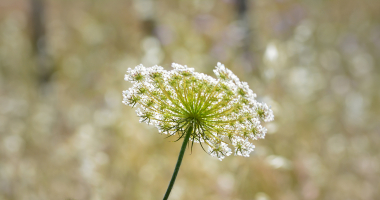 Flor branca silvestre (Apiales)