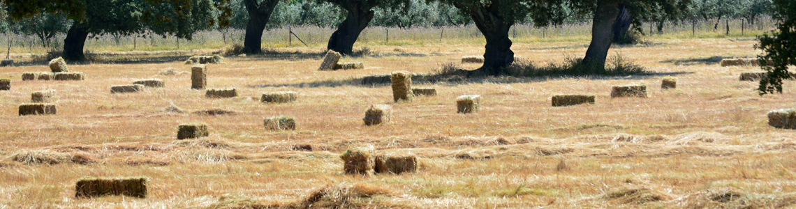 Campo de fardos de palha