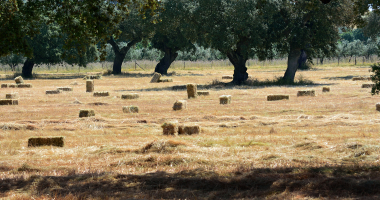 Campo de fardos de palha
