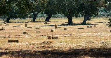 Campo de fardos de palha