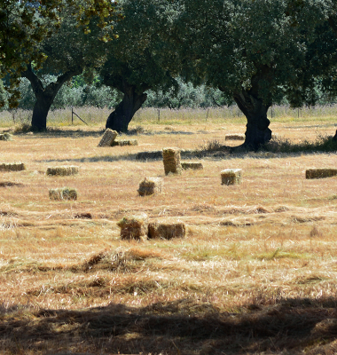 Campo de fardos de palha