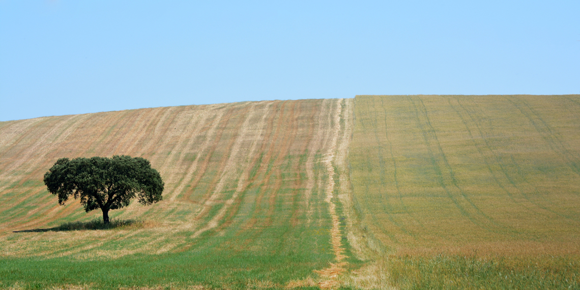 Quercus isolado na imensidão de um campo