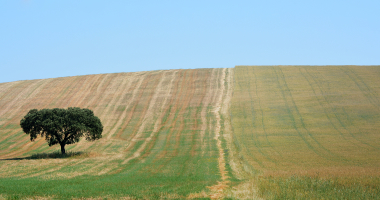 Quercus isolado na imensidão de um campo