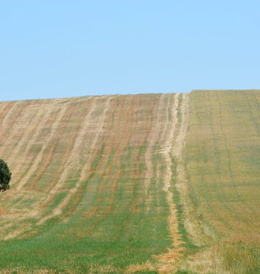 Quercus isolado na imensidão de um campo