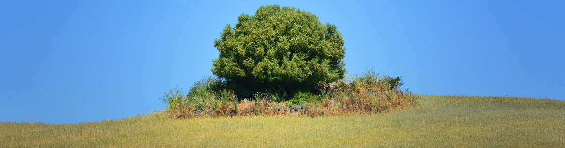 Uma árvore, uma Ilha verde