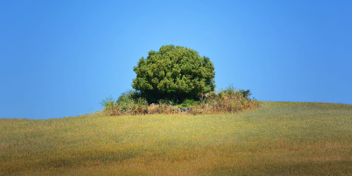 Uma árvore, uma Ilha verde