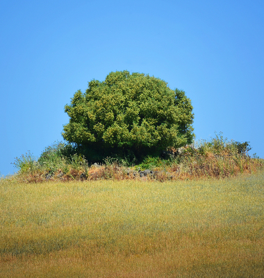 Uma árvore, uma Ilha verde