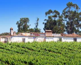 Monte em ruinas e vinha