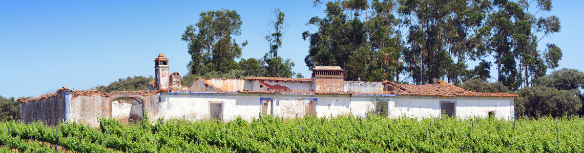 Monte em ruinas e vinha