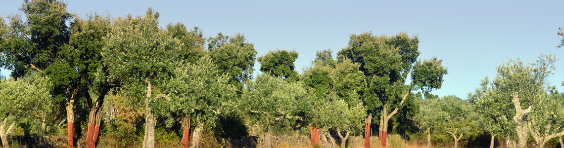 Azinheiras e oliveiras de Albarrol