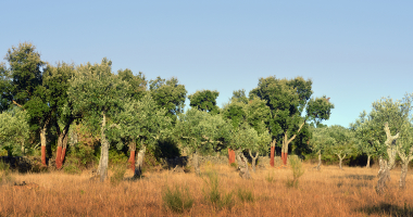 Azinheiras e oliveiras de Albarrol