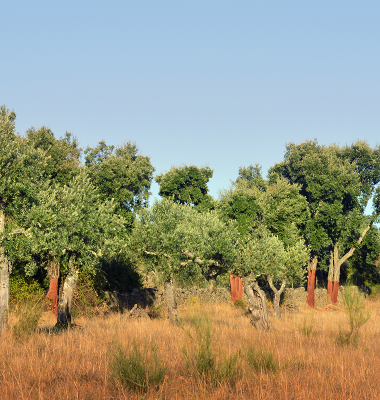 Azinheiras e oliveiras de Albarrol