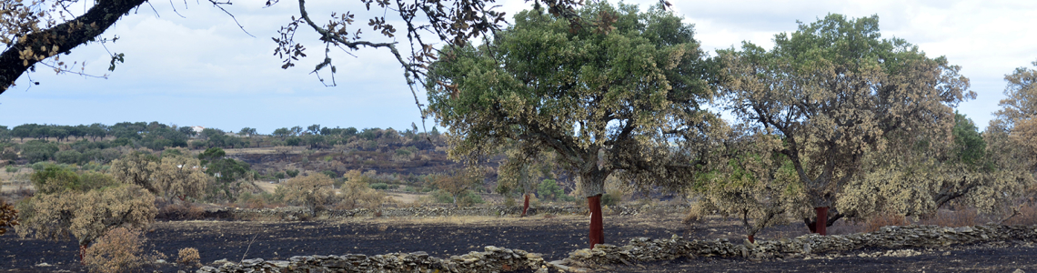 Terra queimada