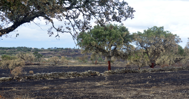 Terra queimada