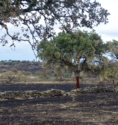 Terra queimada