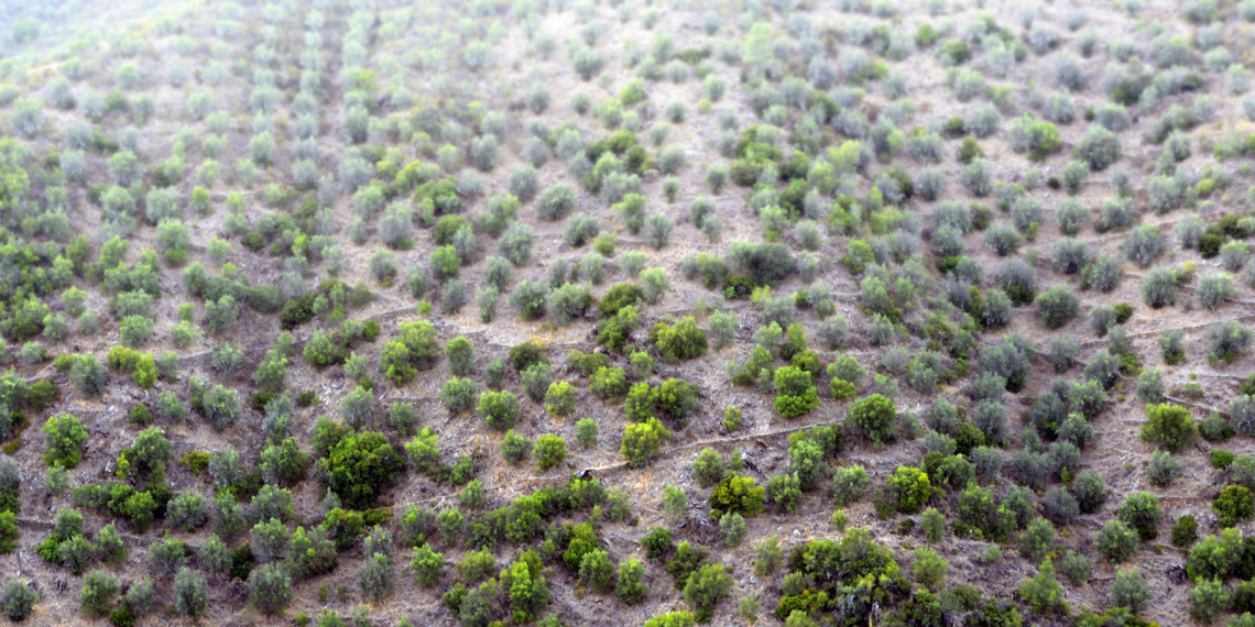 Encosta pontoada a verde entre muros