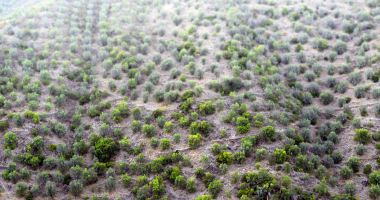 Encosta pontoada a verde entre muros